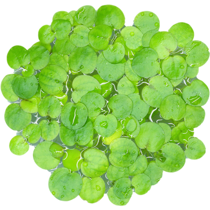 Amazon Frogbit