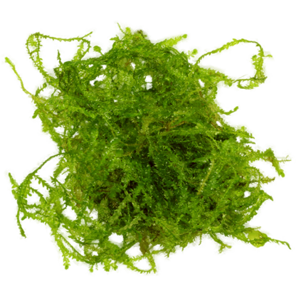 Java Moss