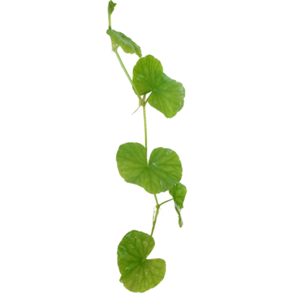 Pennywort