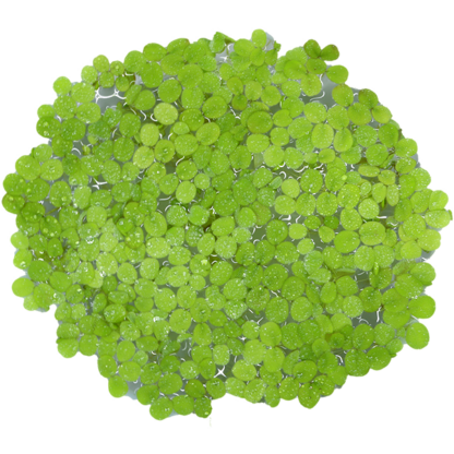 Salvinia minima