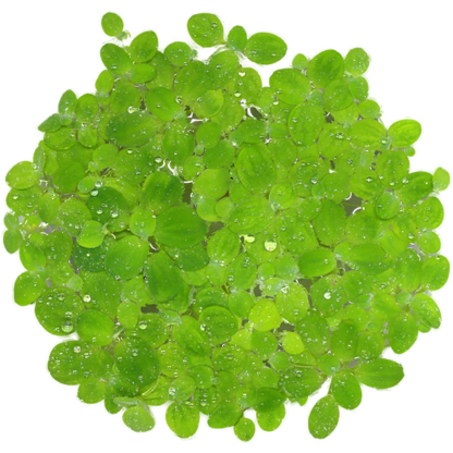 Water Lettuce