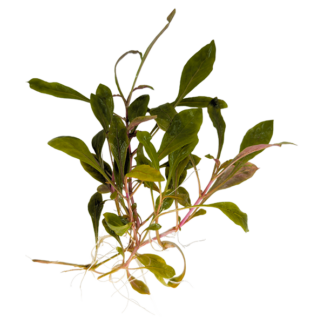 Alternanthera reineckii