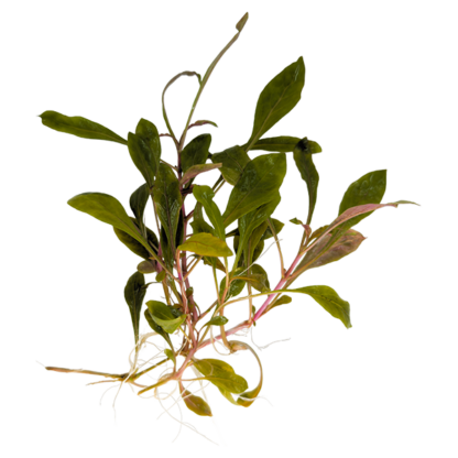 Alternanthera reineckii