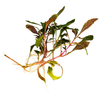 Alternanthera reineckii - Image 2