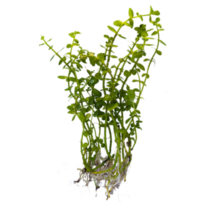 Moneywort