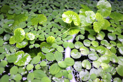 Pennywort - Image 2