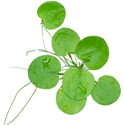 Amazon Frogbit - Image 2