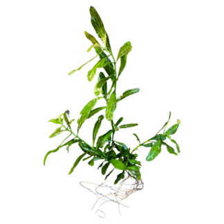 Hygrophila polysperma 'Rosanervig'