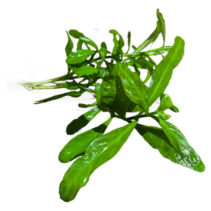 Hygrophila polysperma 'Rosanervig' - Image 2