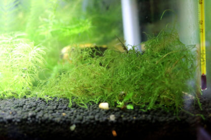 Java Moss - Image 2