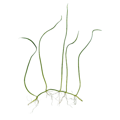 Lilaeopsis brasiliensis - Image 2